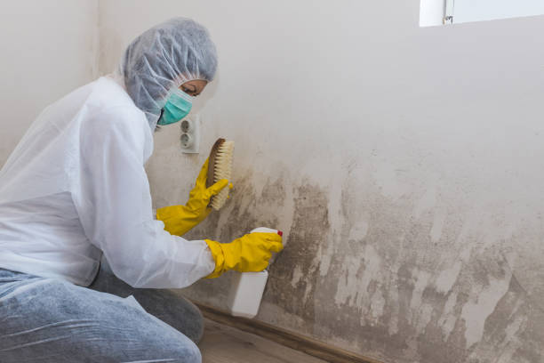 Best Health and Safety Mold Remediation in River Falls, WI