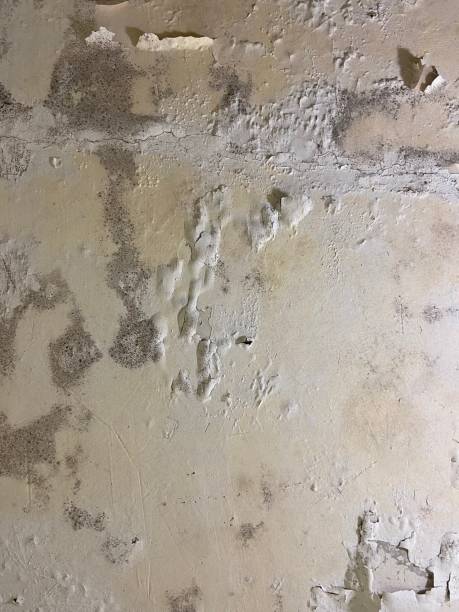 Best Localized Mold Remediation (e.g., coastal areas, humid climates) in River Falls, WI