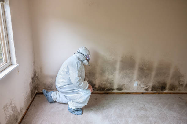 Best Industrial Mold Remediation in River Falls, WI