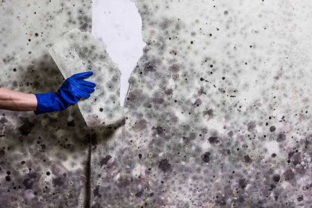 Best Basement Mold Remediation in River Falls, WI